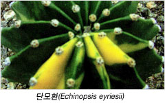 단모환(Echinopsis eyriesii)
