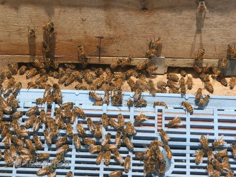 아카시아가 본격적으로 개화하기 시작한 5월 하순 꿀벌들이 벌통앞에 가득하다.