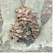 야생팽이버섯
