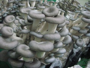 버섯연구소 육성 느타리버섯 신품종 