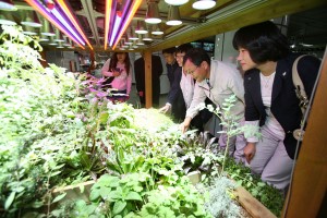 농작물을 이용한 녹색의 미니텃밭「메트로팜」을 서울메트로 2호선 사당역에 조성하였다