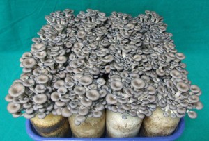 인도네시아산 활엽수톱밥 활용한 버섯