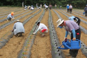 가뭄 피해 농가 콩 정식 일손돕기 