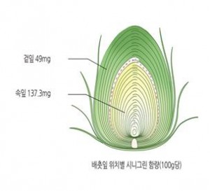 배춧잎 위치별 시니그린함량(100g당)