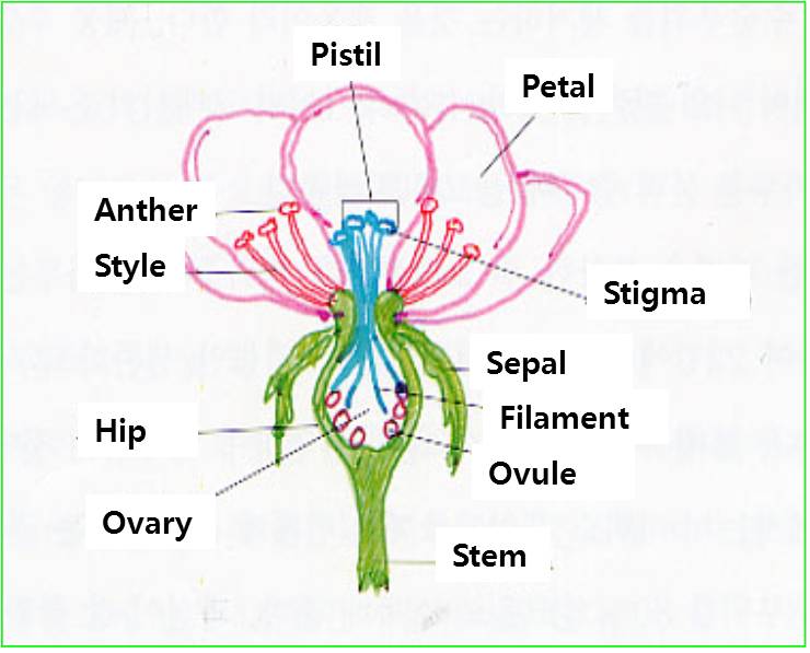 Diagram of rose flower