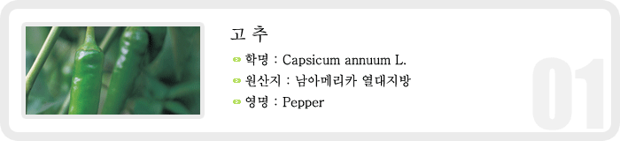 고추 , 학명 : Capsicum annuum L , 원산지 : 남아메리카 열대지방 영명 : Pepper
