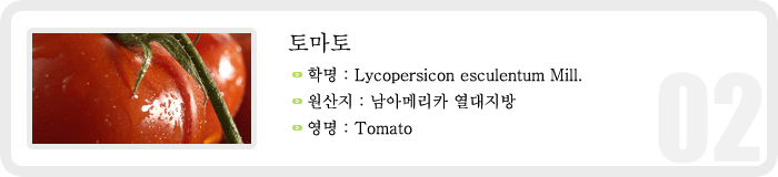토마토 , 학명 : Lycopersicon esculentum Mill. , 원산지 : 남아메리카 열대지방 영명 : Tomato