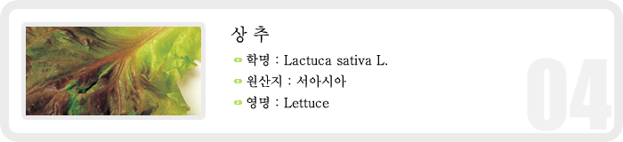 상추 , 학명 : Lactuca sativa L. , 원산지 : 서아시아 영명 : Lettuce