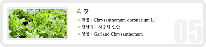 쑥갓 , 학명 : Chrysanthemum coronarium L. , 원산지 : 지중해 연안, 영명 : Garleand Chrysanthemum