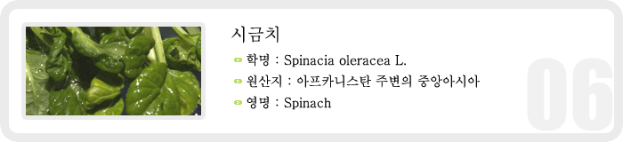 시금치 , 학명 : Spinacia oleracea L. , 원산지 : 아프카니스탄 주변의 중앙아시아, 영명 : Spinach