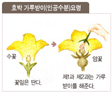 호박 가루받이(인공수분)요령: 꽃잎은 딴다. 제1과 제2과는 가루받이를 해준다.