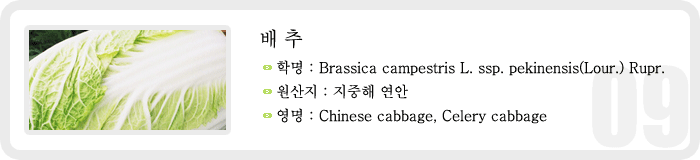 배추 , 학명 : Brassica campestris ssp. pekinensis(Lour.) Rupr. , 원산지 : 지중해 연안, 영명 : Chinese cabbage, Celery cabbage