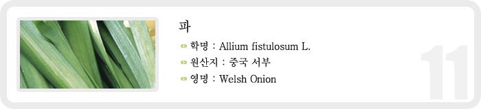파 , 학명 : Allium fistulosum L. , 원산지 : 중국 서부 영명 : Welsh Onion