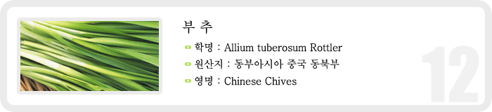 부추 , 학명 : Allium tuberosum Rottler , 원산지 : 동부아시아 중국 동북부 영명 :Chinese Chives