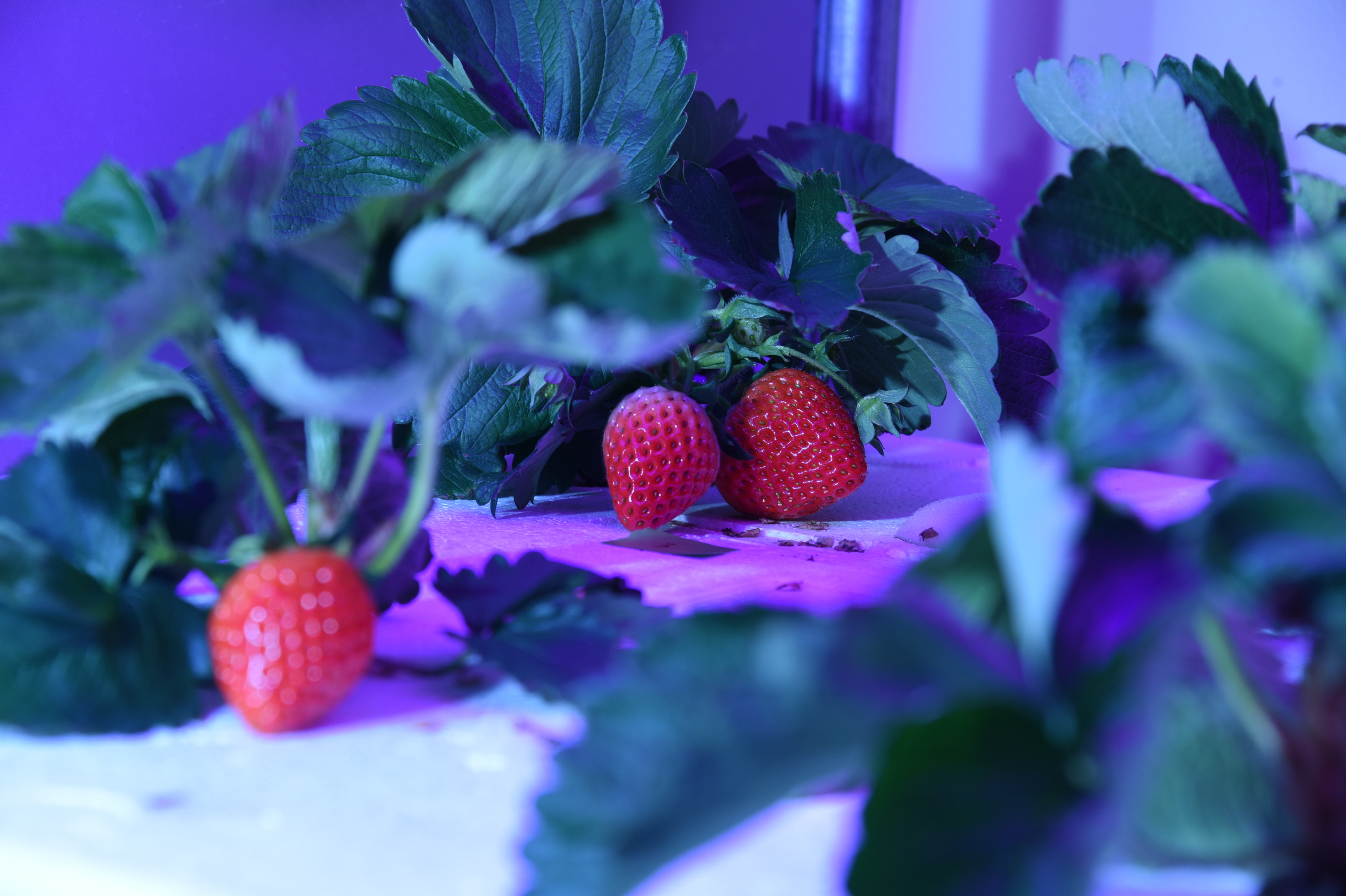  ‘펄라이트’ 넣은 전용 배지 통해 생산된 딸기