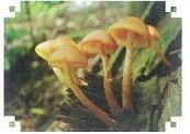 솔미치광이버섯