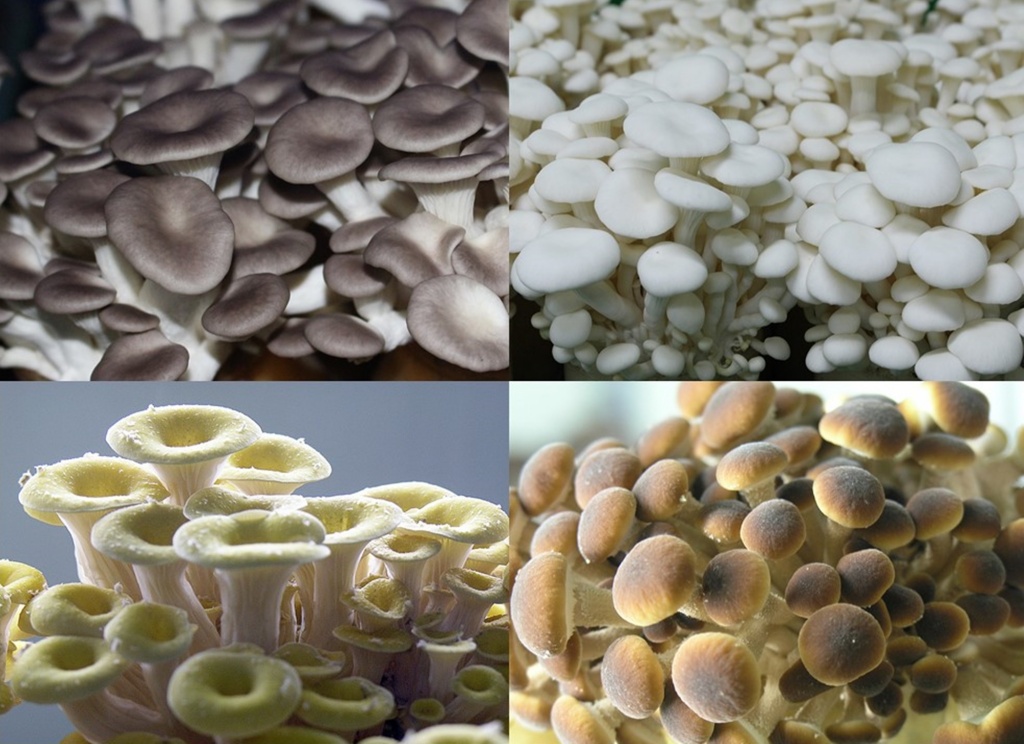 new mushroom