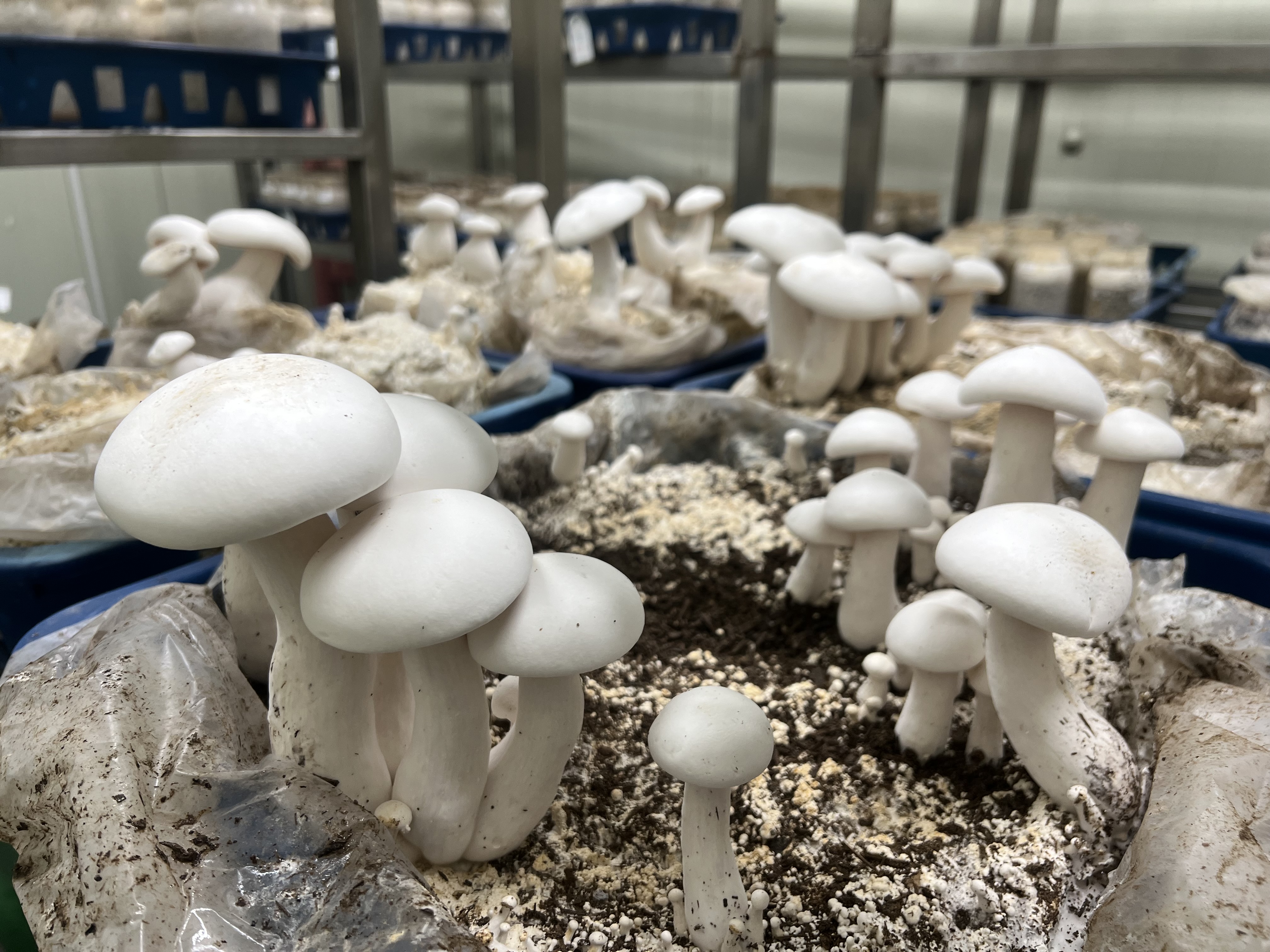 우유(밀키)버섯 연구-자실체 형태 및 재배전경