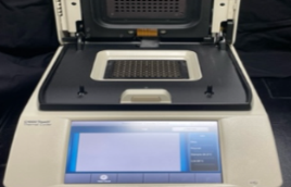 RT-PCR 분석