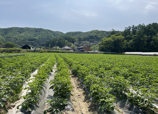 감자밭