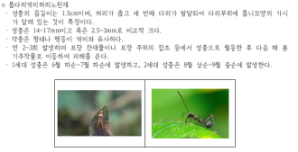 기피오일의 사과원 노린재 감소효과