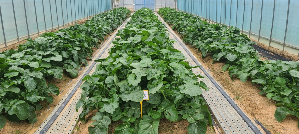 순무