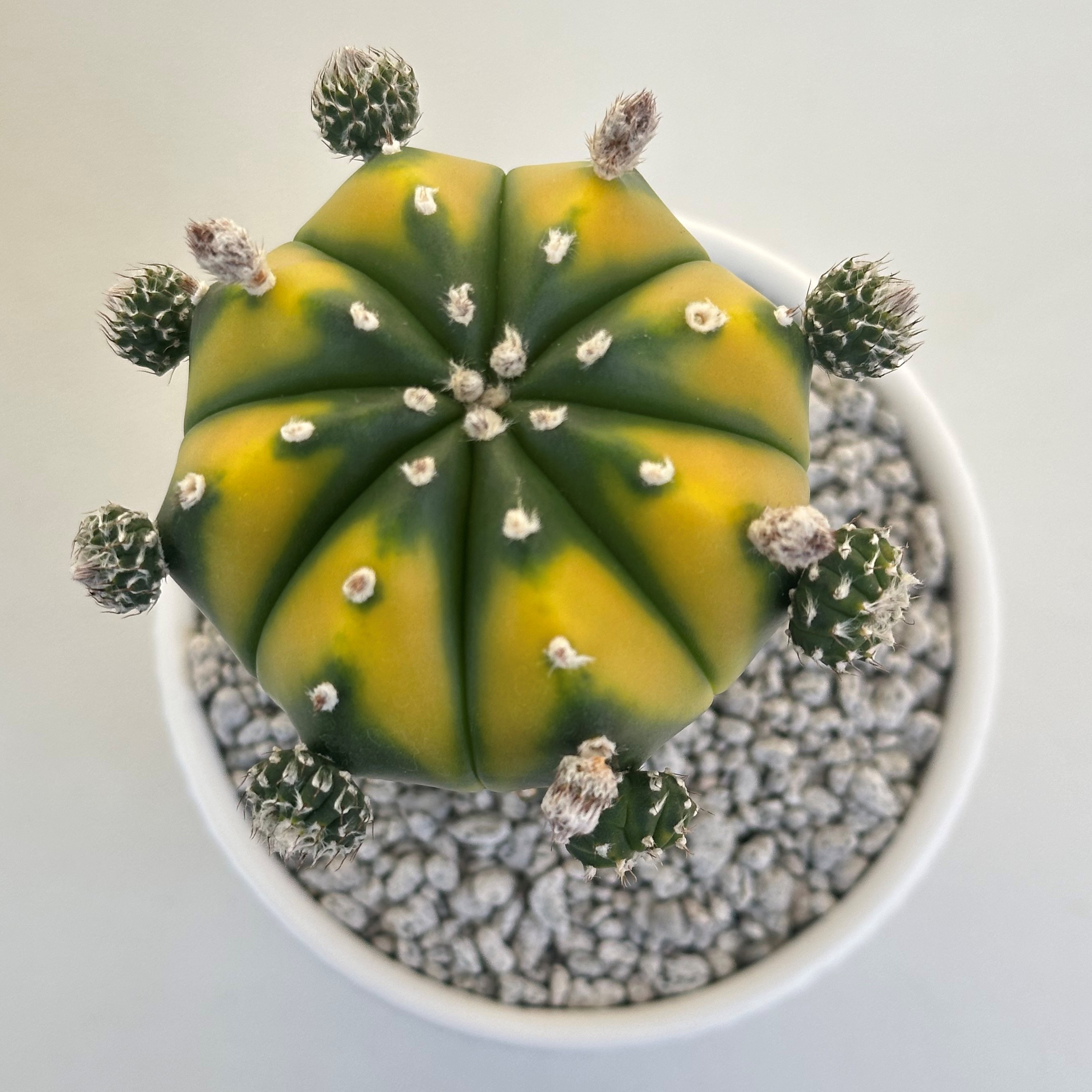 아스트로피튬히든스타