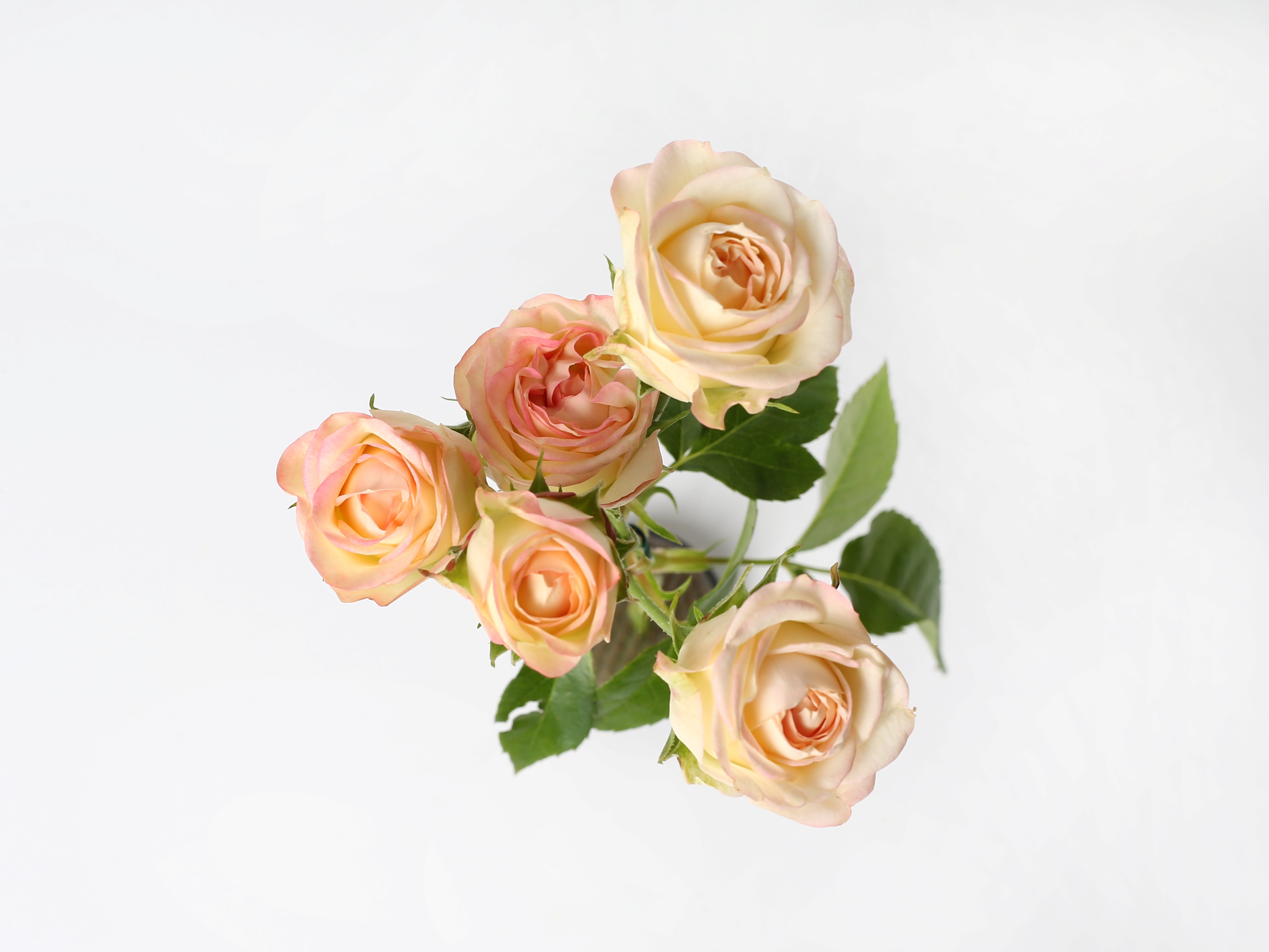 경기도육성장미