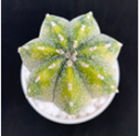 Astrophytum