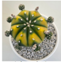 Astrophytum