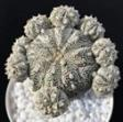 Astrophytum