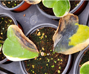 하트호야 탄저병 피해증상