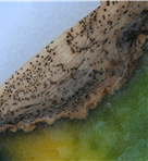 하트호야 탄저병 피해증상