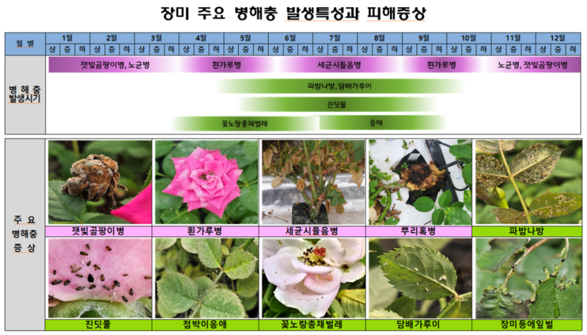 장미의 주요 병해충에 대한 등록약제 정보제공