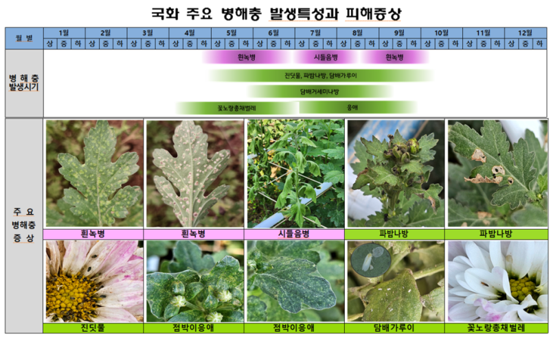 국화의 주요 병해충에 대한 등록약제 정보제공