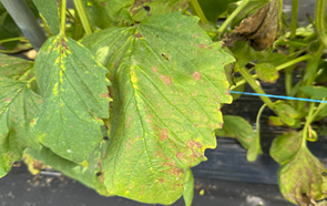 참깨 세균점무늬병 피해 증상