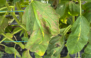 참깨 세균점무늬병 피해 증상