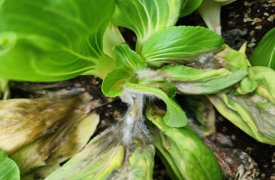 청경채 균핵병 피해 증상