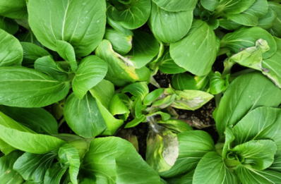 청경채 균핵병 피해 증상