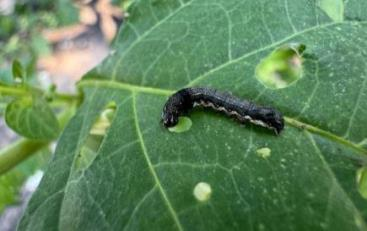 왕까마중 담배거세미나방 피해 증상