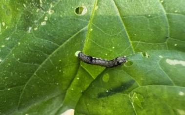 왕까마중 담배거세미나방 피해 증상