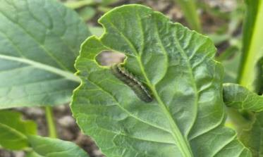 채심 파밤나방 피해 증상