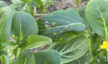 채심 파밤나방 피해 증상