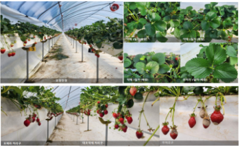 딸기 잿빛곰팡이병 방제를 위한 유기농업자재 활용방법