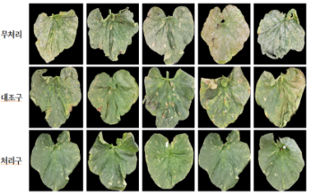 멜론 흰가루병 방제를 위한 유기농업자재 사용방법