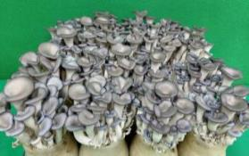 옥대펠렛 100% 대체