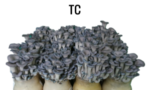 관행 배지 재배 ‘수한1호’