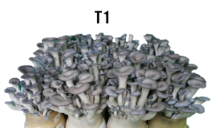 대체 배지 재배 ‘수한1호
