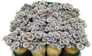 관행 배지 재배 ‘수한1호’