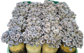 대체 배지 재배 ‘수한1호